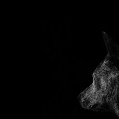 "Weapon - X" - Marching Band Show