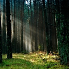 "The Forest Awaits" - Marching Band Show