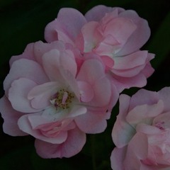 Yes Indeed (Jacuzzi Flip)