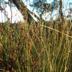 Goldfields Elevation