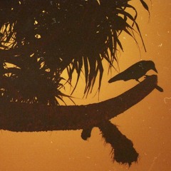 Käimän Käki ft. Sipsipussipasi