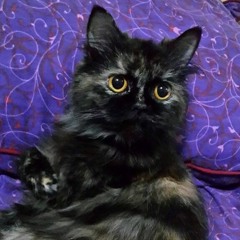 Podcast Bebin Reyza Ep.1