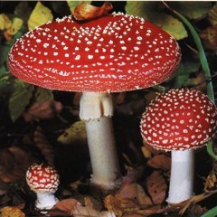 Красный Мухомор