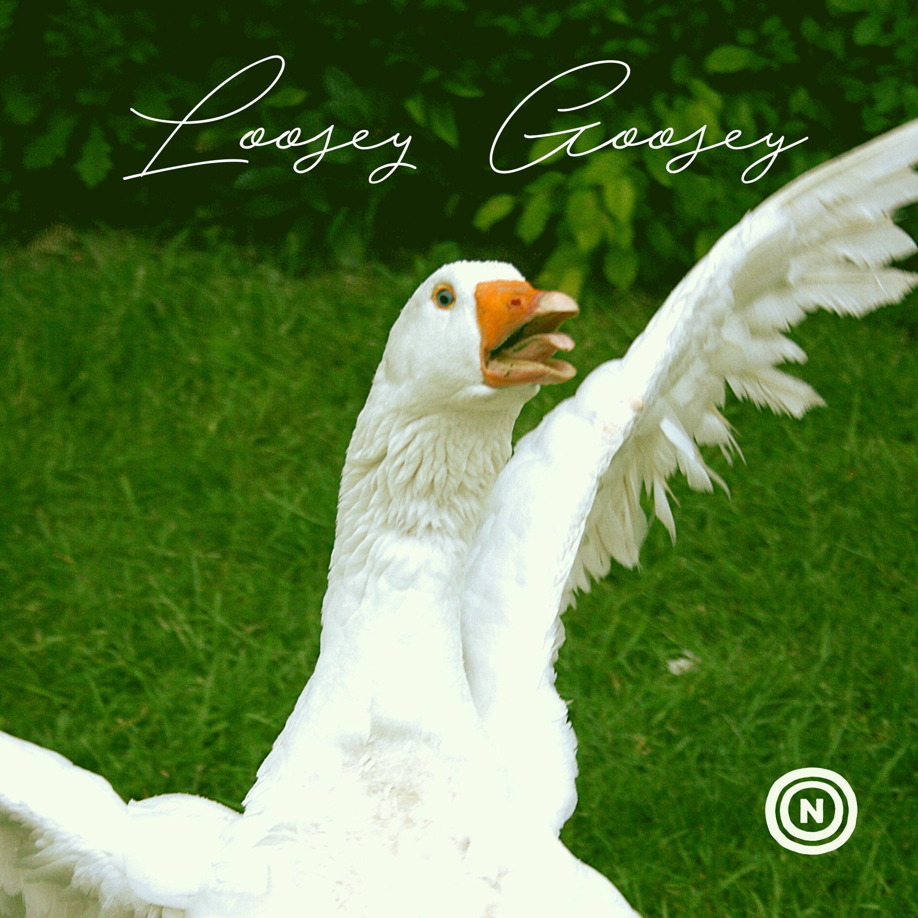 Loosey Goosey episode artwork