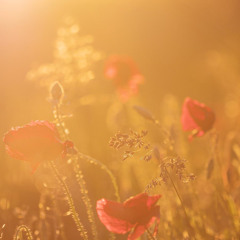 Merrick Brown – The Golden Hour (mix)