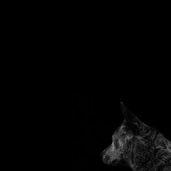 LeaveMeAlone - Alpha Wolf (Prod. Stav Z x Andy K)