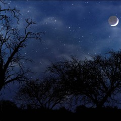 Night Noises
