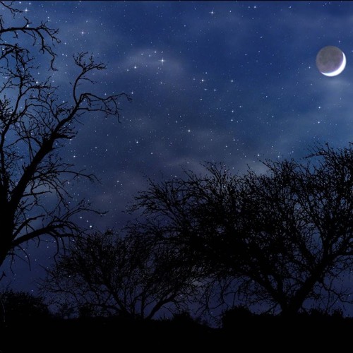 Night Noises