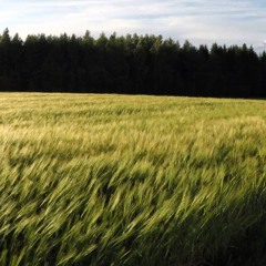 BON IVER - 715 CREEKS (NPR LIVE)