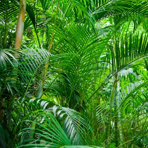 Jungle