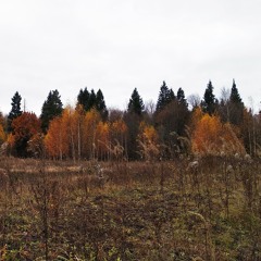 In The Woods