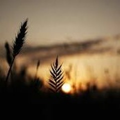 Perih - Senja (Cover)