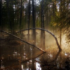 Swampy Frequencies - JUKO Djset