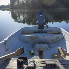 Fish in the lake