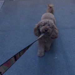 Animal