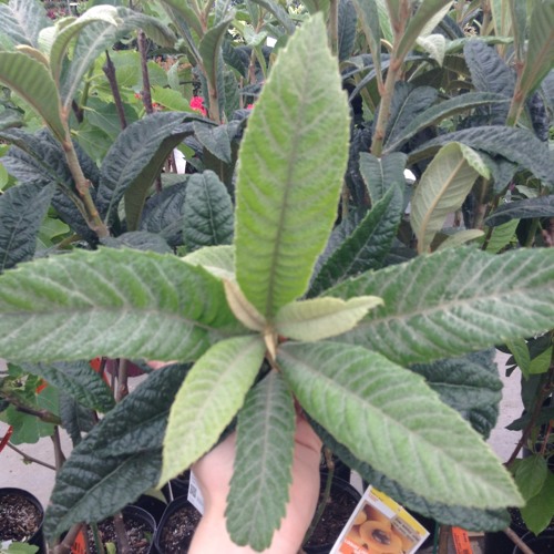 Circles (Jeremy Zucker Cover)