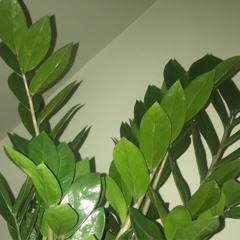 plants
