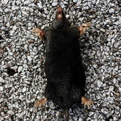 Taupie/Taupa_La Fête Des Morts