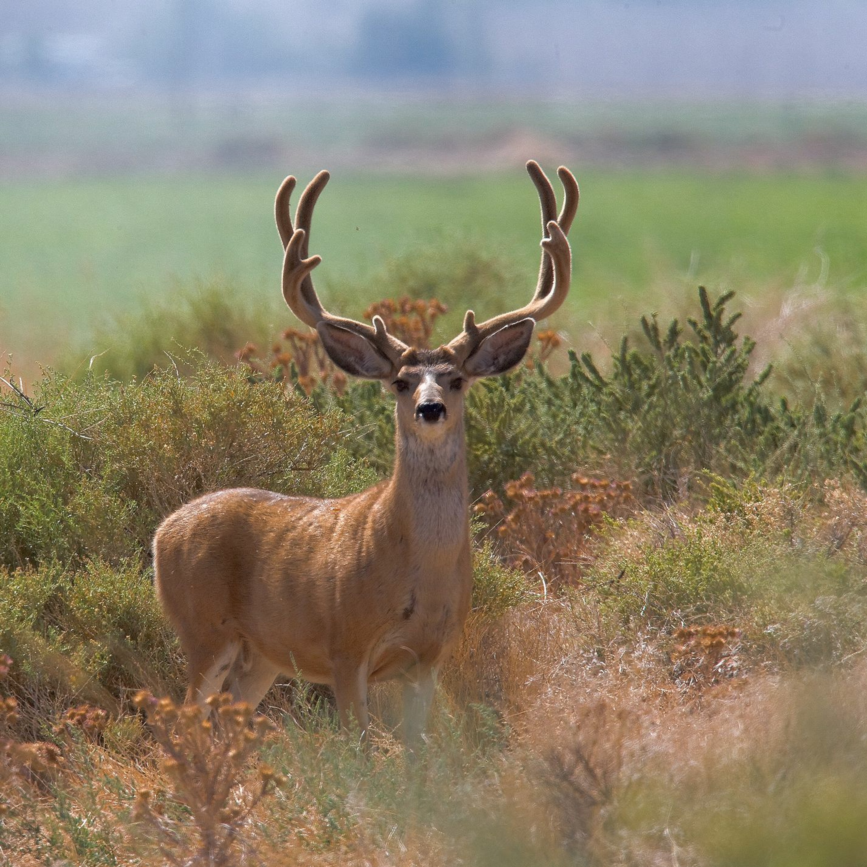 NDOW presents the Nevada Wild Podcast