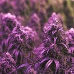 Smoke Purp - Project Beats