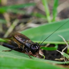 Pacific field cricket (Courtship Purring)