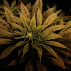 Konsequent (Preview2014ohneVocalsample)