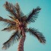 FREE BACKGROUND MUSIC For Videos - Youtube - No Copyright - Download Instrumental EDM Tropical House