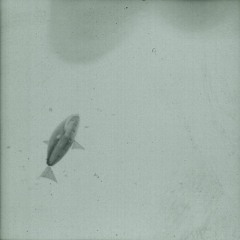 Galaxaura - Wonderlust