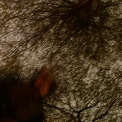 生氣的樹 Angry Tree