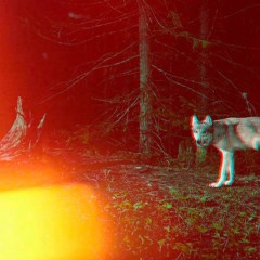 Wolves (prod. Vaegud / Hxrxkiller)[All streaming services]