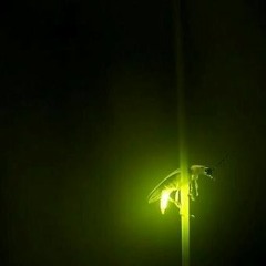 Lightning Bug