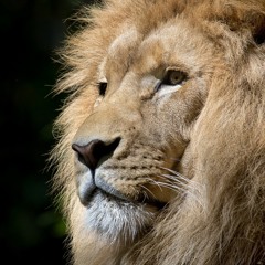 Despacito_Cars_Version_3D_Song