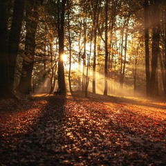Autumn Walks
