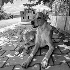 Jubbi