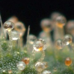 Drug Smoking Marijuana Injectors