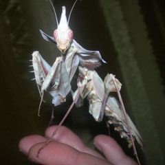 dj mantis - beels