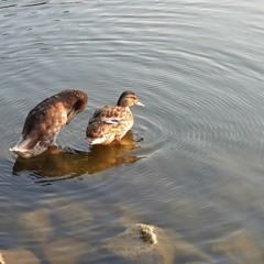 polaroid (melacrusin remix)