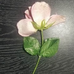 Hello, Hello, I Think I Love You..