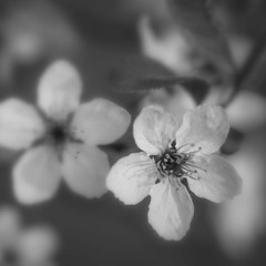 do shit, become great