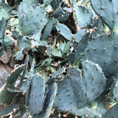 Train Song - Vashti Bunyan