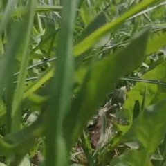 Audio feedback loop 03