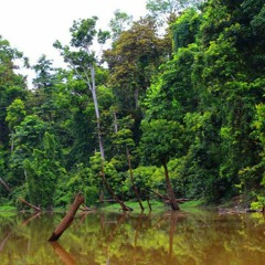 Borneo
