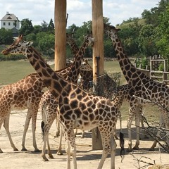 Z-Aires Ragga Jungle and DNB mix.mp3