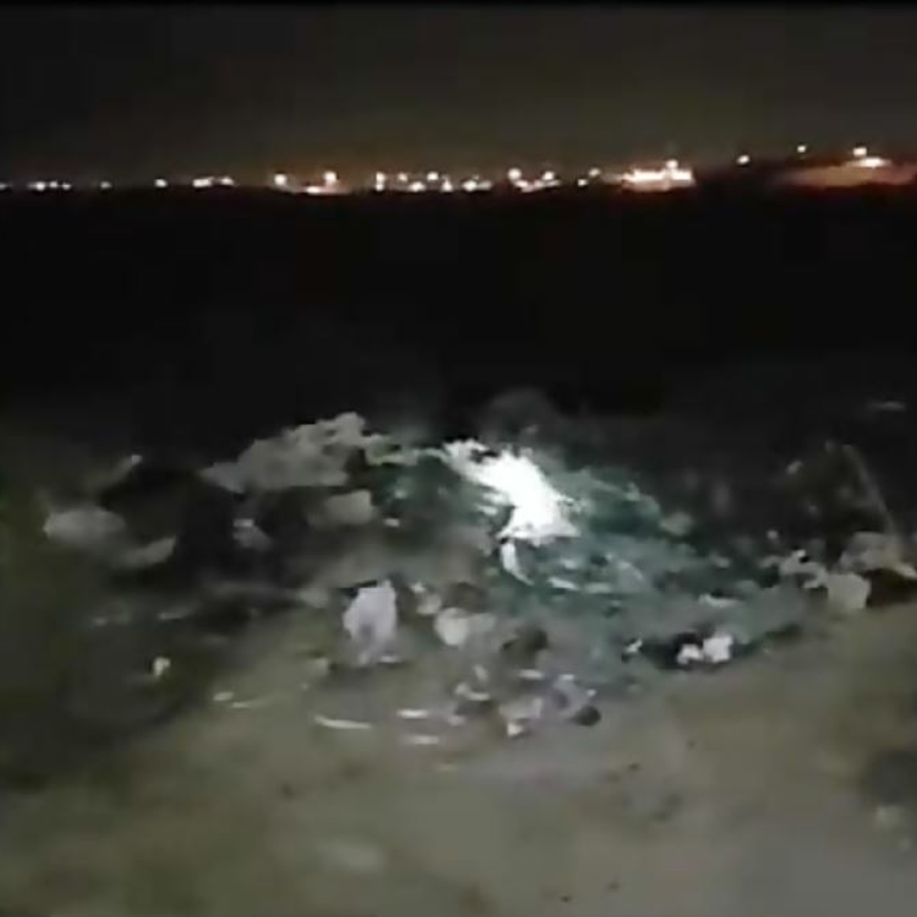 گفت‌وگو با پانیذ امین، فعال حقوق حیوانات در تهران، درباره سگ‌سوزی در اهواز