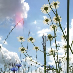 Yellow Flowers