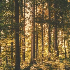 Dust Yard - Lux (Vince remix)