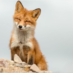 Goodnight Little Fox