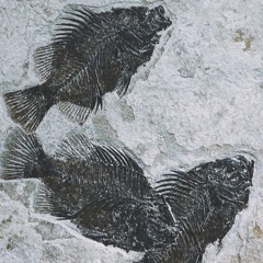 cats are liquid (demo)