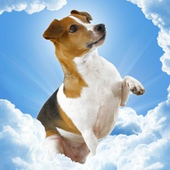 When Dog God Spoke to Moses, A Neighborhood Pug by Jon Sindell