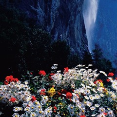 Bunch Of Flowers